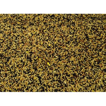 Bucktons No. 1 Mixed Canary Seed 20kg