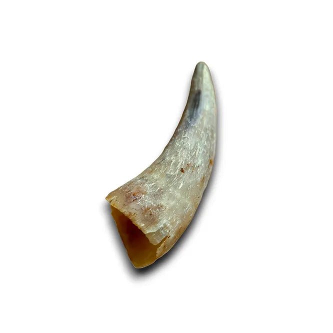 Anco Naturals Cow Horn