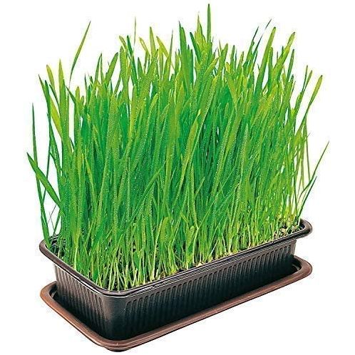 Vitakraft Cat Grass